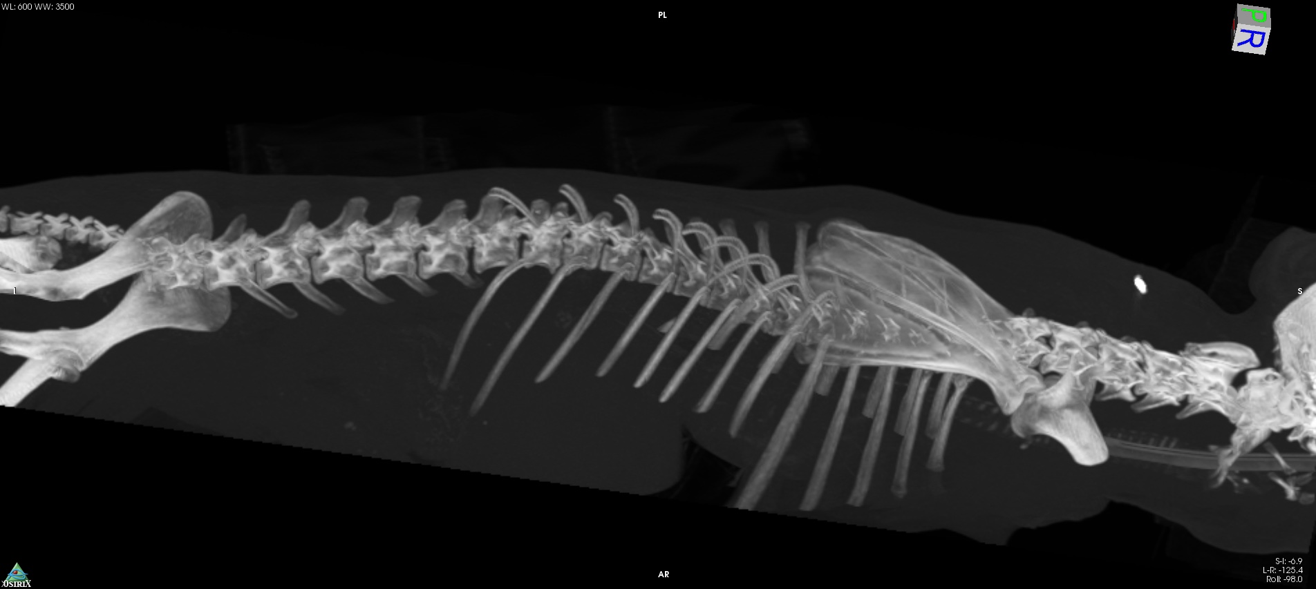 Scanner de colonne vertébrale de chien au centre d'imagerie Scanvet Lyon